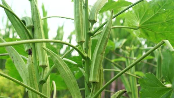 بامیه های تازه