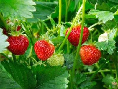 بوته های توت فرنگی