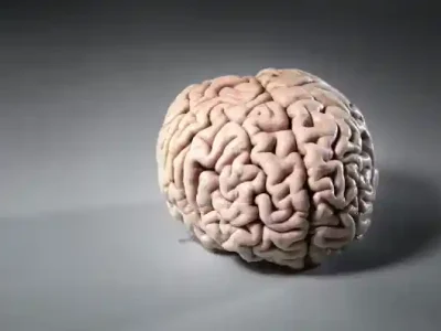 عکس مغز