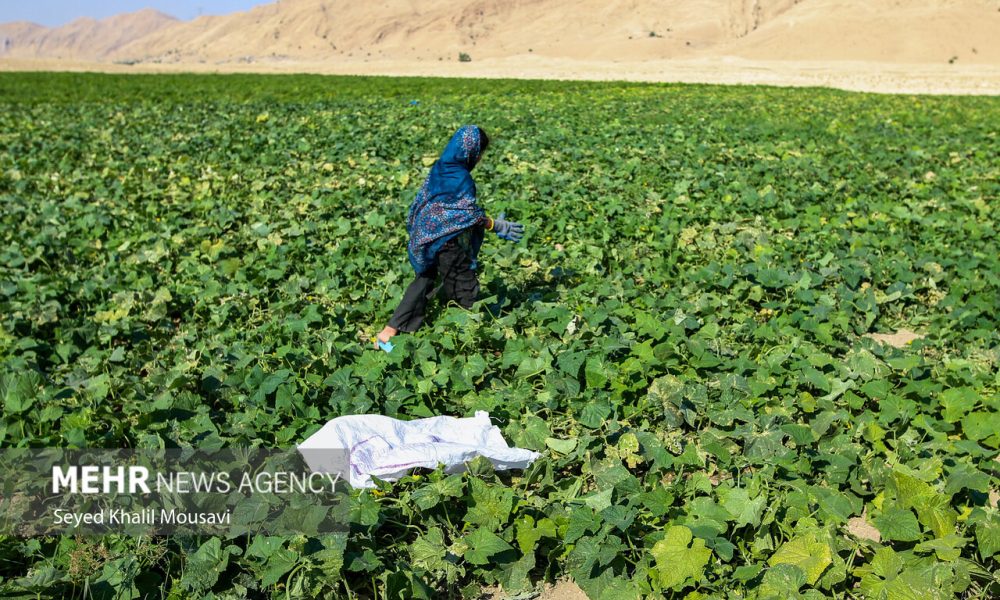 اجرای شش راهبرد ملی برای کاهش مصرف آب در بخش کشاورزی آغاز شد