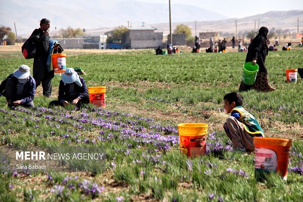 ایران پیشتاز تولید زعفران، گل محمدی و خرما در جهان